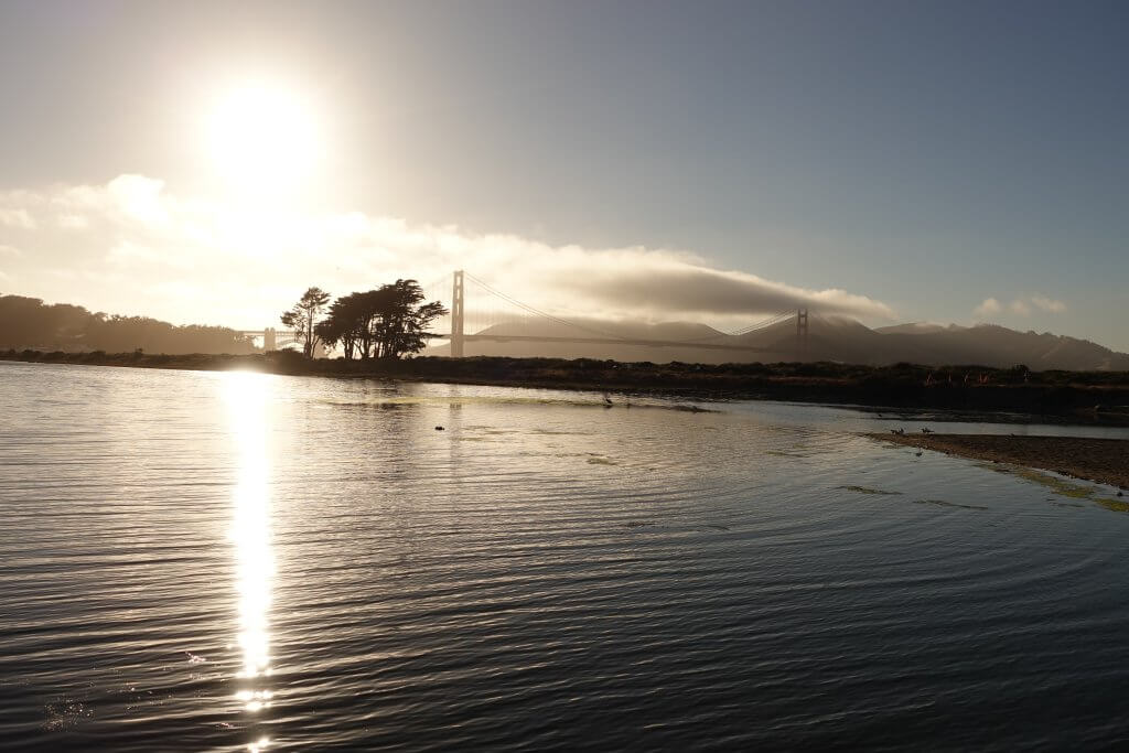 Golden Gate brume frog 1