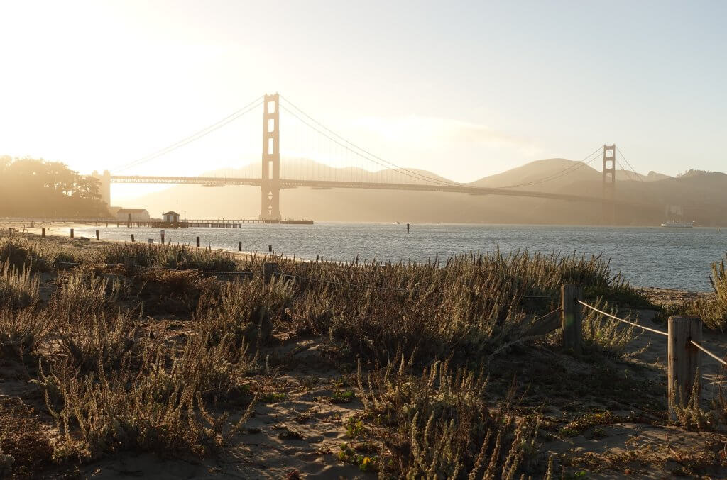 Golden Gate brume frog 1