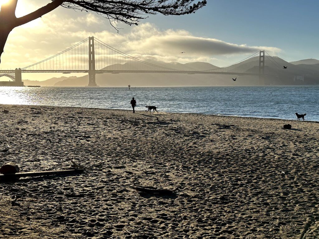 Golden Gate brume frog 3