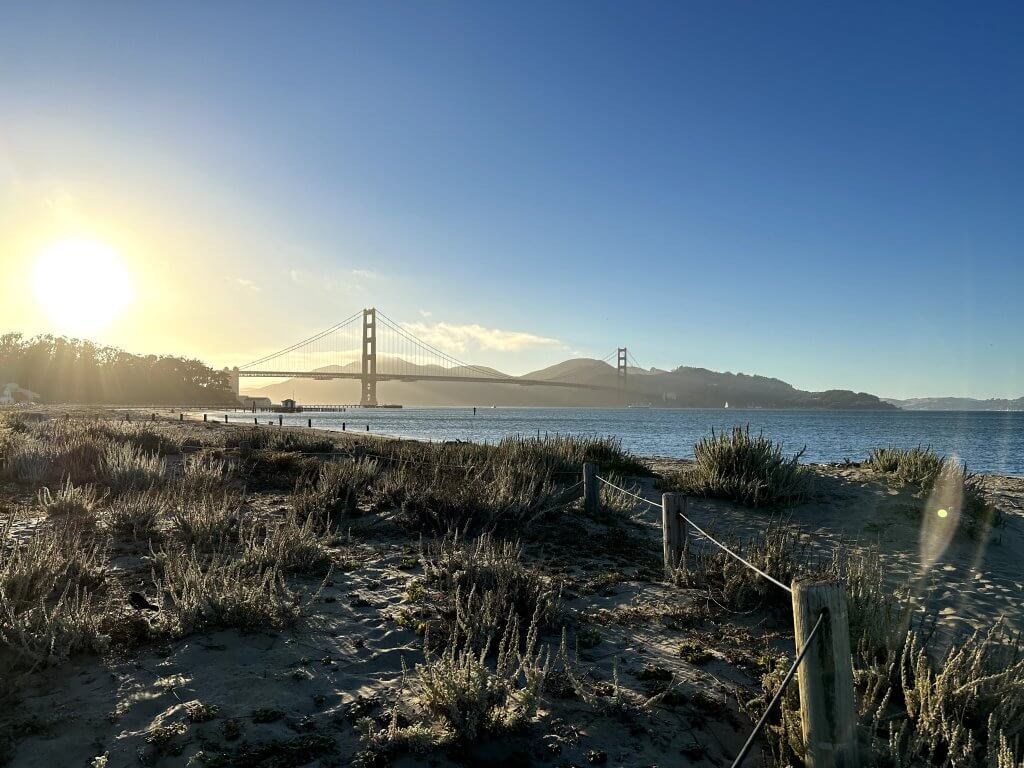 Golden Gate brume frog 4