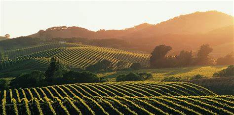 La vallée de Sonoma avec un soleil couchant